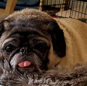 Meet your Posher, Christy